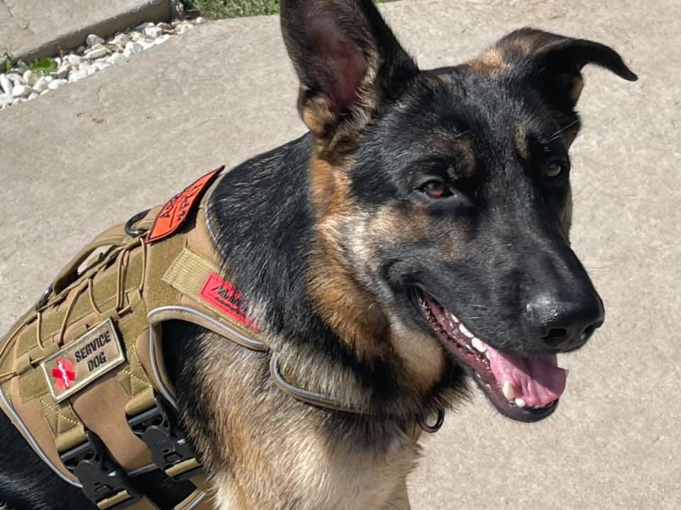 Zeus the service dog at North Texas Family Health