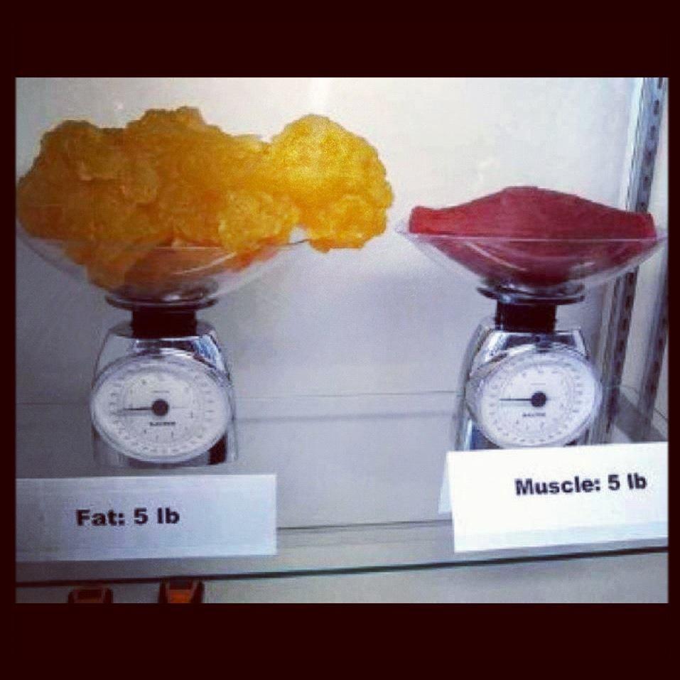 scales showing 5 pounds of fat next to 5 pounds of muscle